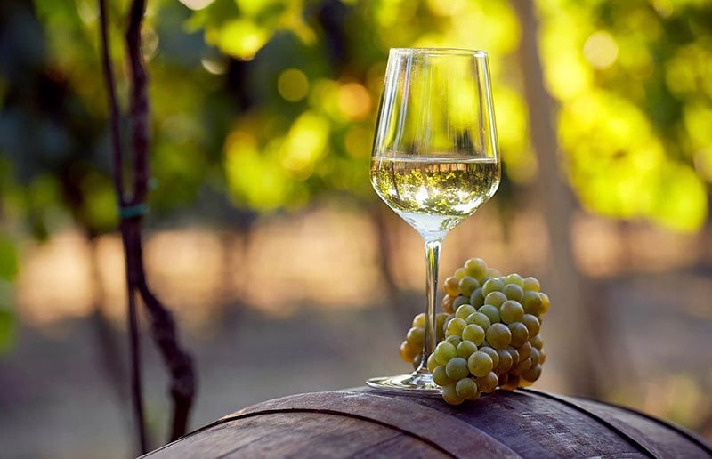 Glass of Chardonnay wine in vineyard.