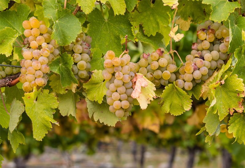 chardonnay-grape.jpg