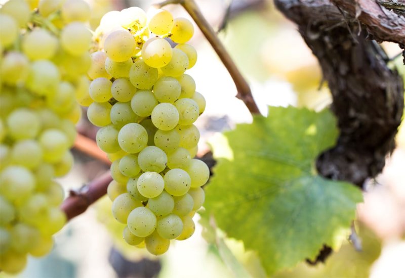 chardonnay-grapes-10.jpg