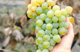 chardonnay-grapes.jpg