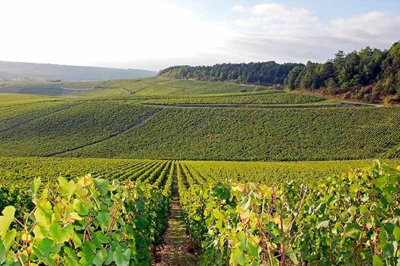 Chablis Region, plantings of Chardonnay