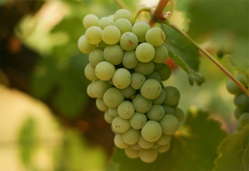 chenin-blanc-grape.jpg