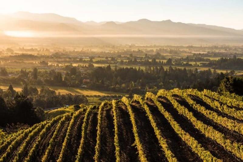 California Wine Region