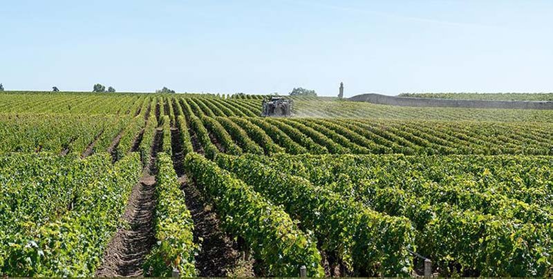 Cru Bourgeois vineyards and appellations