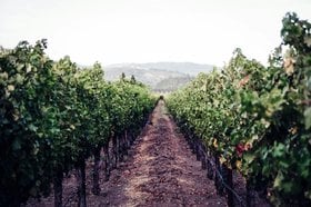 Napa Valley: Global Wine Icon