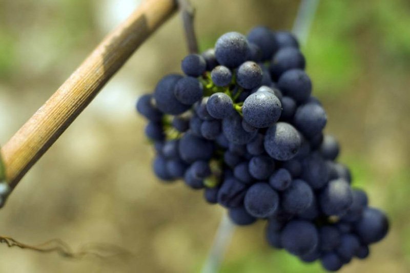 Pinot Noir Grape Cluster