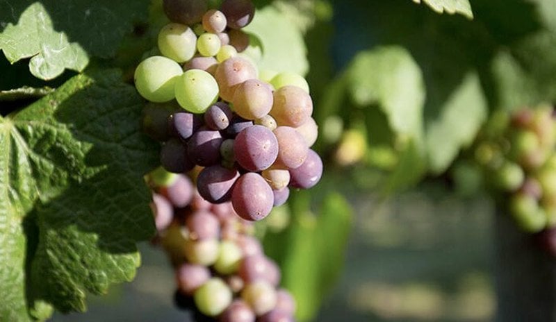 Pinot Gris grapes