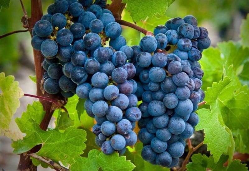 fruity-red-wine-5.jpg