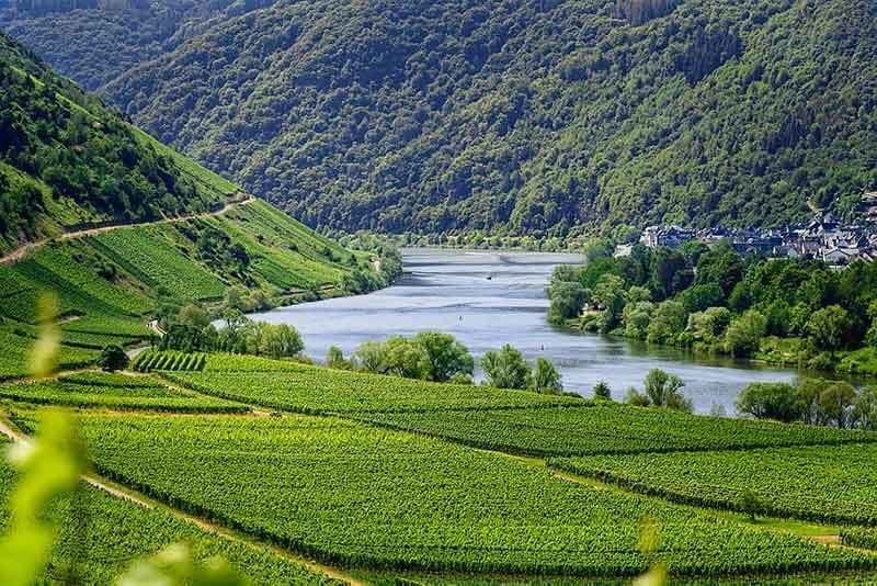 Mosel Valley vineyard