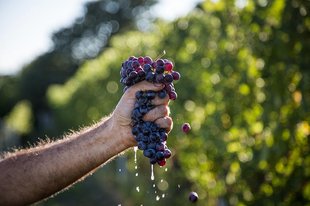 Pomerol Wine: Wineries, Grapes, Best Wines 2022