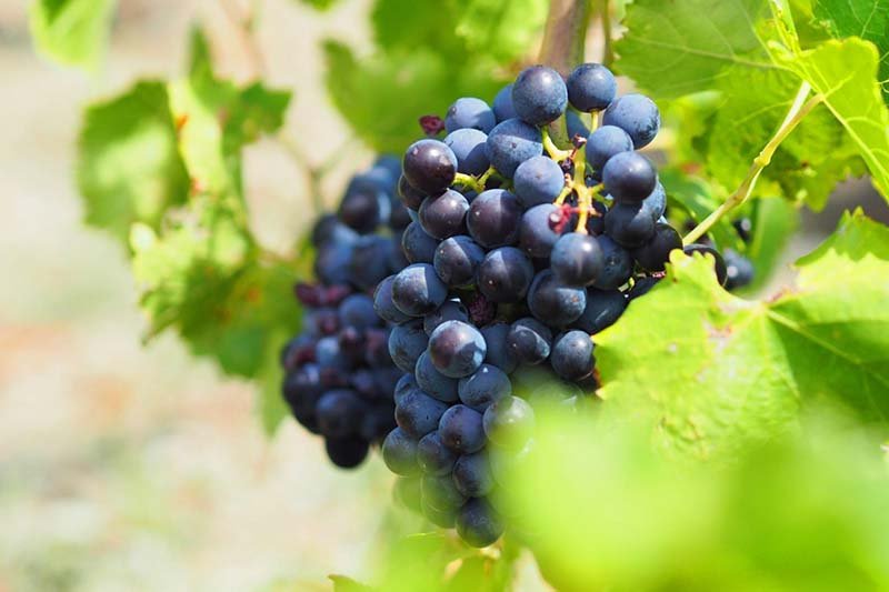 Grenache Grapes