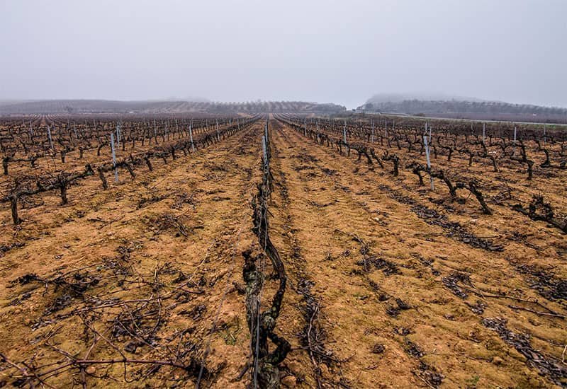 how-climate-hit-wine-country-1.jpg