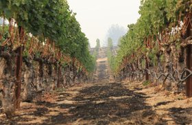 how-climate-hit-wine-country.jpg