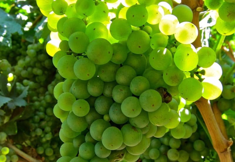 marsanne-grape.jpg