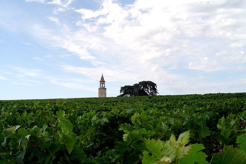 Medoc wine region vineyard