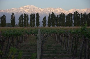Mendoza Wine Region