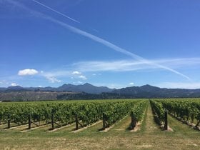 new zealand vineyard