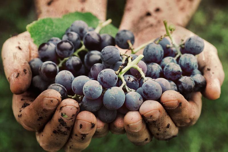 Hand picked grapes for natural wine production