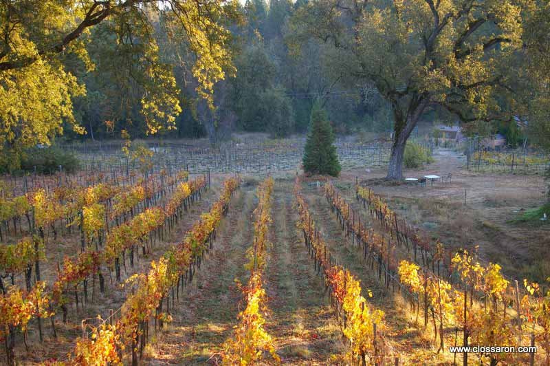 Clos Saron Vineyard in California where natural wine is produced.