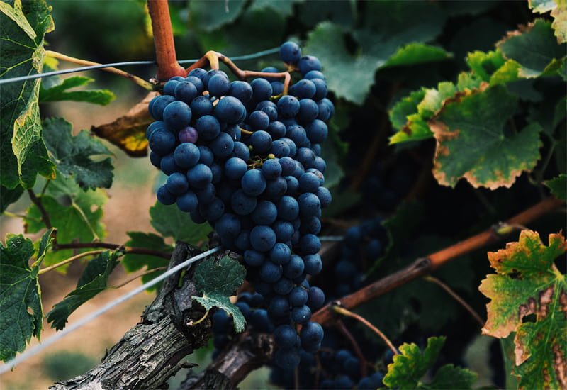 noble-grapes-cabernet-sauvignon.jpg
