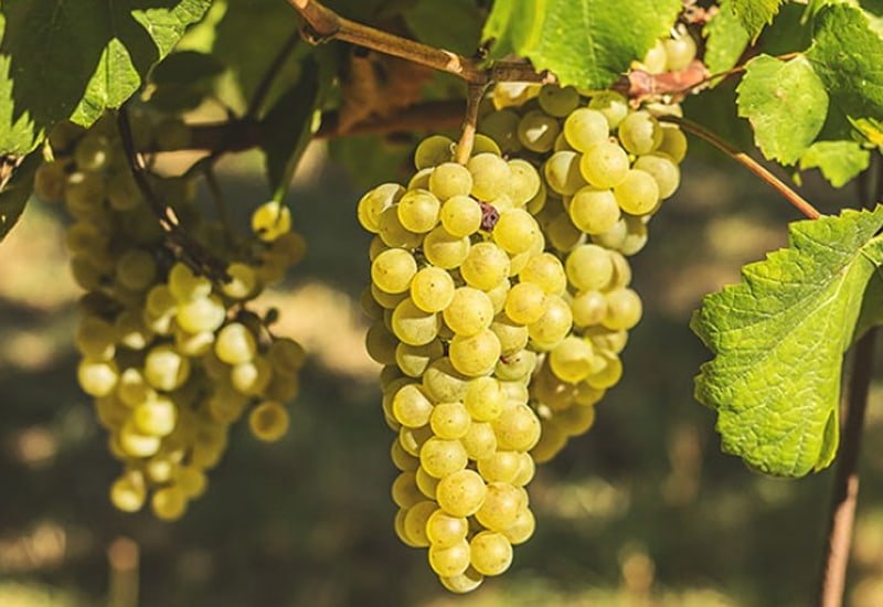 noble-grapes-chardonnay.jpg