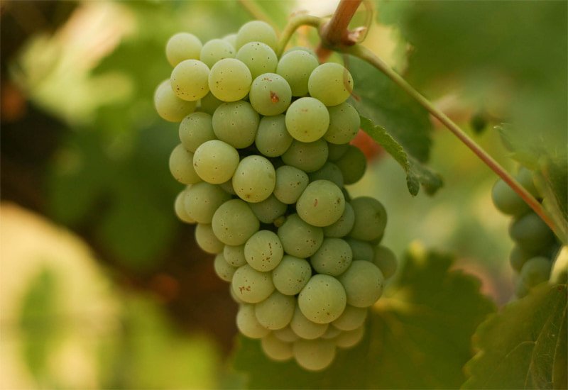 noble-grapes-chenin-blanc.jpg