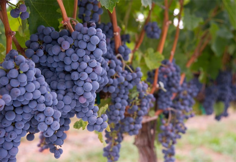 noble-grapes-merlot.jpg