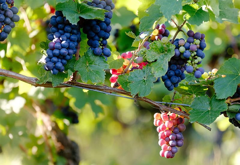 noble-grapes-pinot-noir.jpg