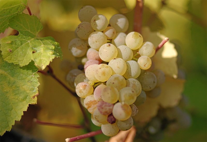 noble-grapes-riesling.jpg