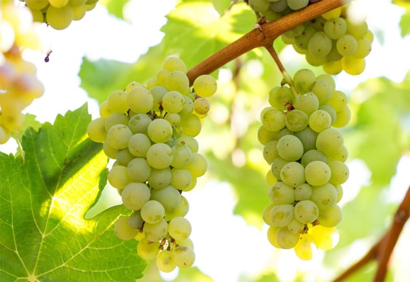 noble-grapes-sauvignon-blanc.jpg