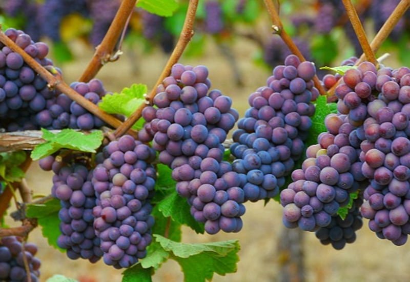 pinot-gris-grape.jpg
