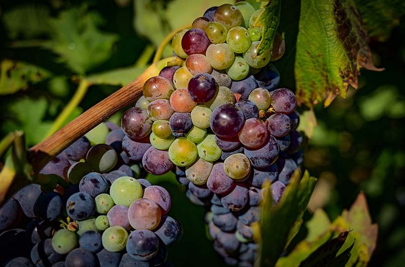 Pinot Noir is just as hard to handle in winemaking as it is to grow.