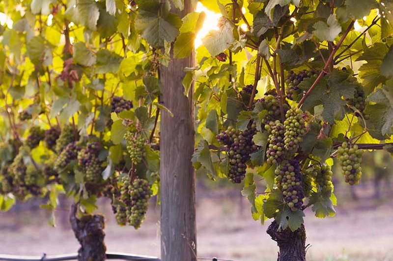 Pinot Noir is grown all over the world in areas with a cooler climate.
