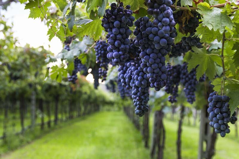 Portuguese Wine Grapes