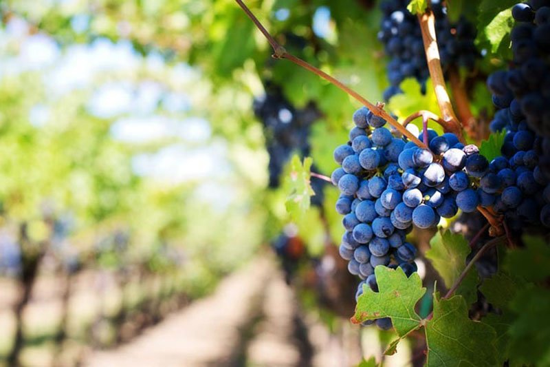 Puglia Wine Grapes