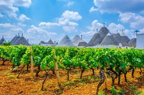 Puglia Wine Region
