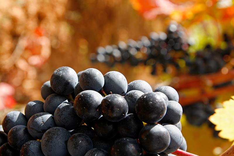 Rioja Alavesa Tempranillo Grapes