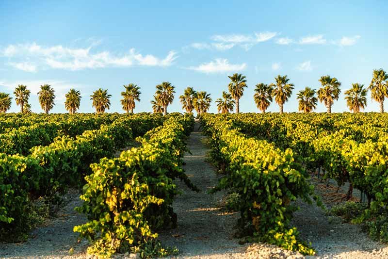 Albariza soil in Jerez Vineyard for Sherry Wine.