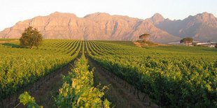 South African Red Wine region