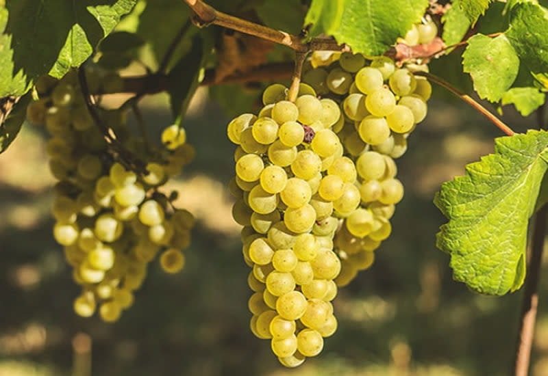 South African white grapes