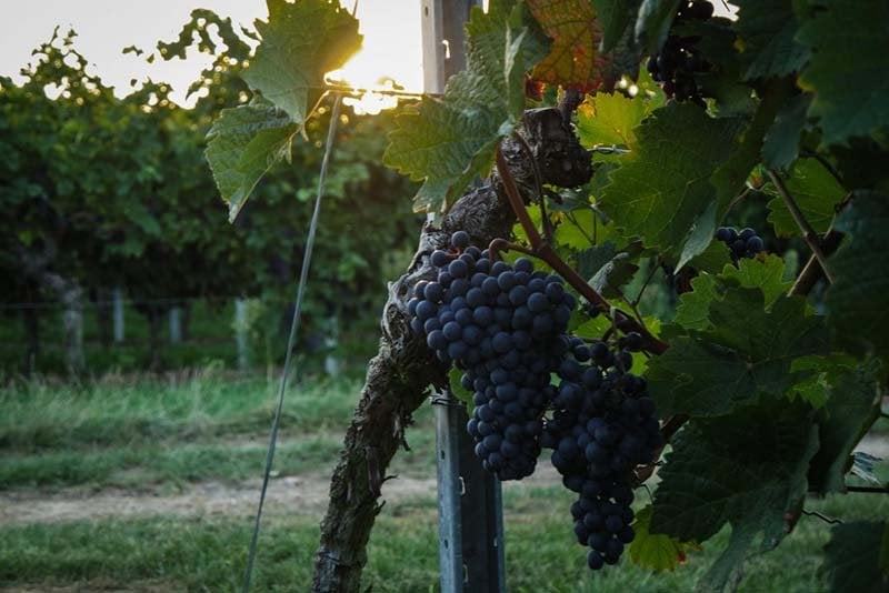 Dornfelder grapes on vine