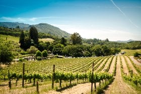 Top 5 Fine Wine Regions for Investment Returns