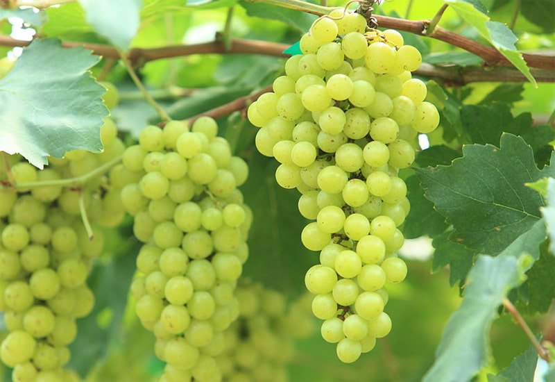 verdicchio-grape.jpg