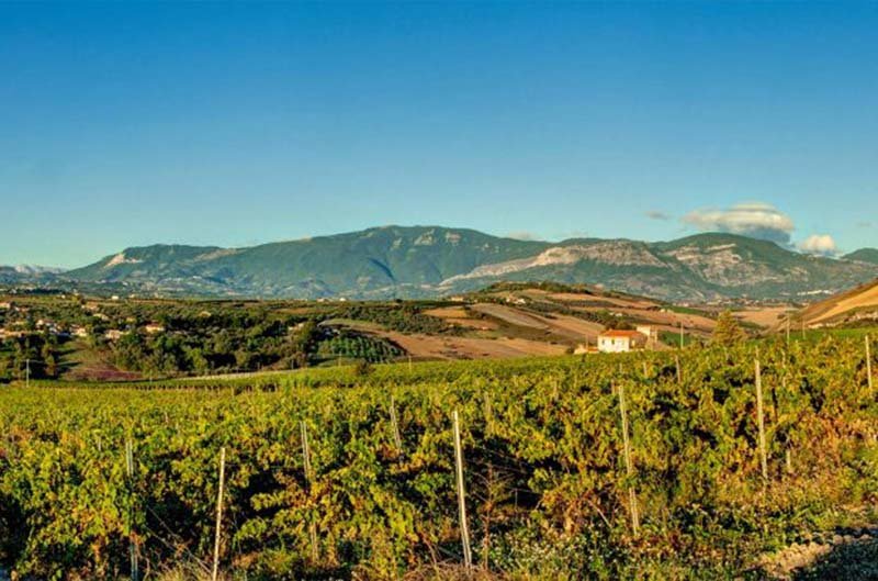 Abruzzo Wine Region